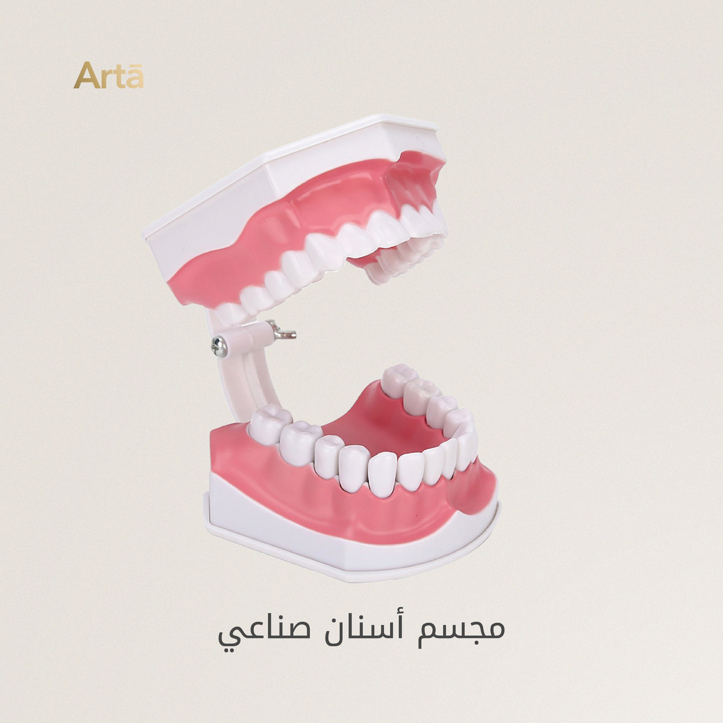 Dental model with open mouth on a beige background, featuring the brand 'Artá'.