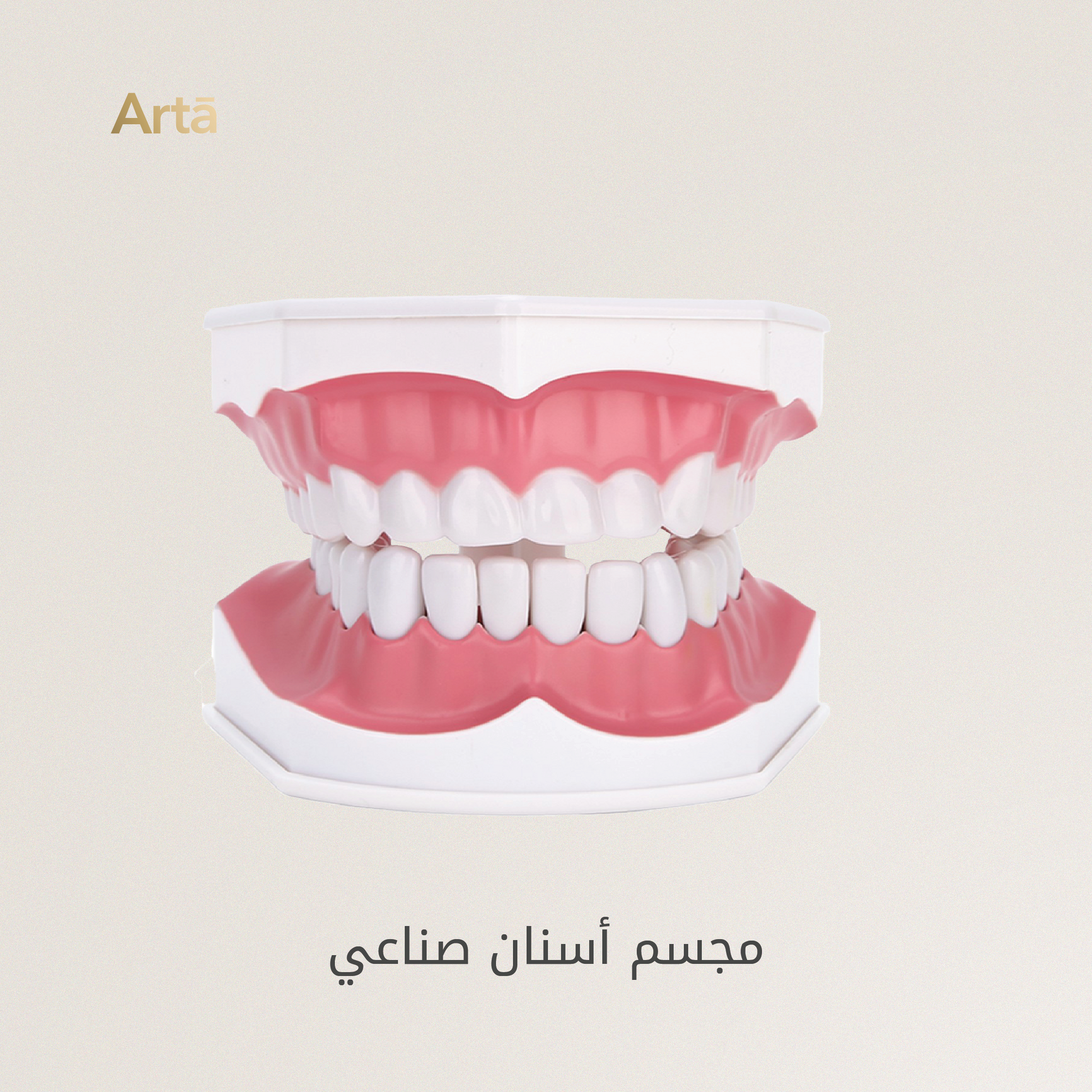 Artificial dentures model with 'Arta' branding on a beige background