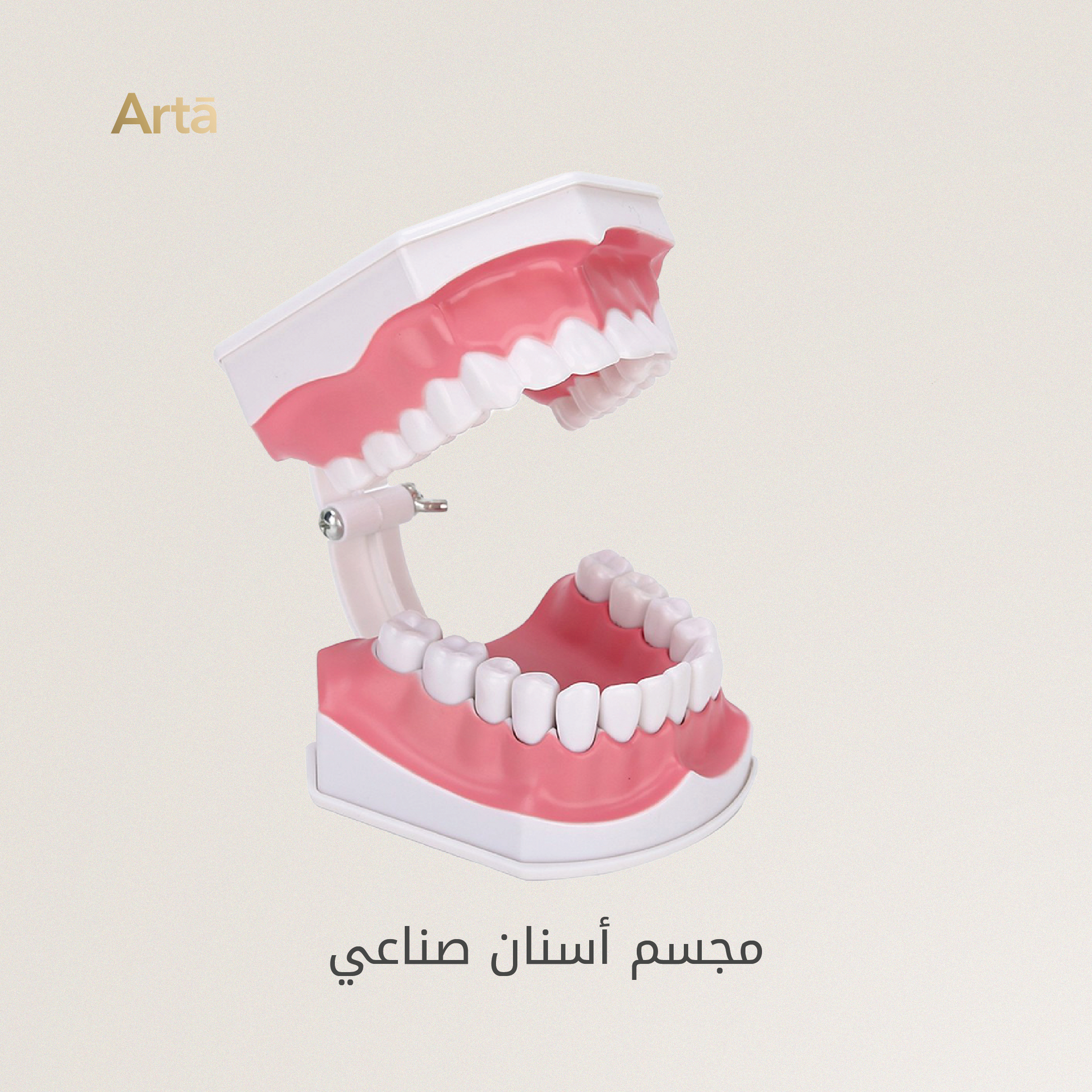 Dental model with open mouth on a beige background, featuring the brand 'Artá'.